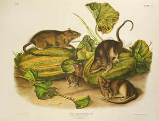 Braune oder Norwegische Ratte, graviert von John T. Bowen, veröffentlicht 1845
